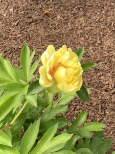 Margaret's favorite flower